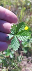 Potentilla chrysantha