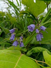 Adenophora triphylla