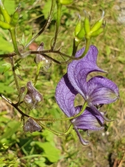 Aconitum degenii