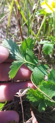 Potentilla chrysantha