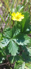 Potentilla chrysantha