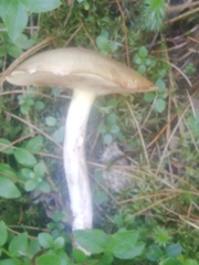 Suillus placidus