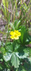 Potentilla chrysantha