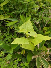 Parasenecio hastatus