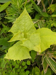 Parasenecio hastatus