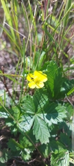 Potentilla chrysantha