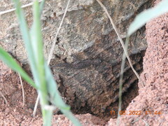 Hemidactylus parvimaculatus