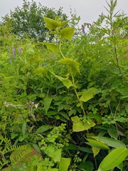 Parasenecio hastatus