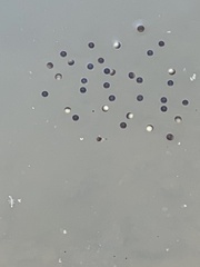 Pseudacris triseriata