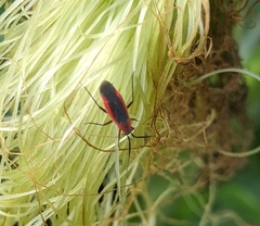 Lopidea instabilis