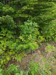 Abies sachalinensis