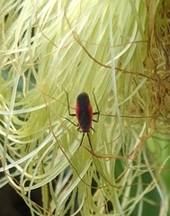 Lopidea instabilis