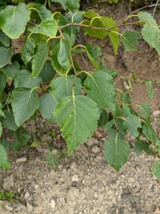 Betula ermanii