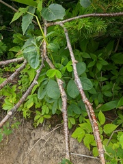 Betula ermanii