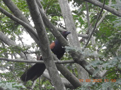 Centropus sinensis parroti