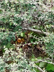 Gloydius himalayanus