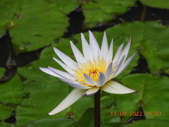 Nymphaea elegans