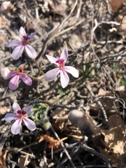 Pelargonium capillare