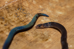 Pseudorabdion longiceps