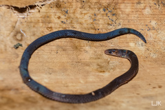 Pseudorabdion longiceps