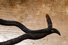 Pseudorabdion longiceps