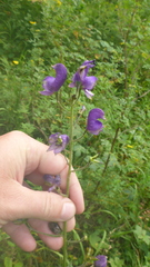 Aconitum volubile