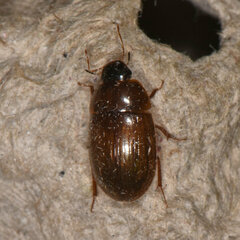 Cymbiodyta bifidus