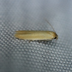 Holcocera immaculella