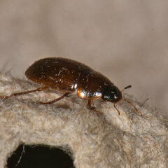 Cymbiodyta bifidus