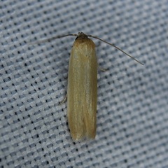 Holcocera immaculella