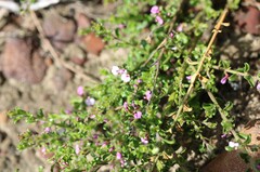 Muraltia orbicularis