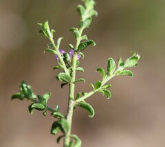Muraltia orbicularis