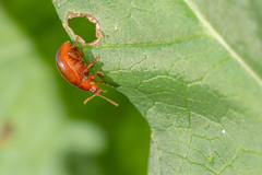Chrysolina staphylaea