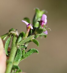 Muraltia orbicularis