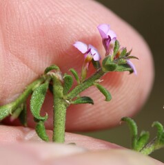Muraltia orbicularis