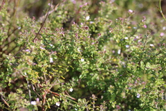 Muraltia orbicularis