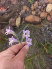 Gladiolus mutabilis