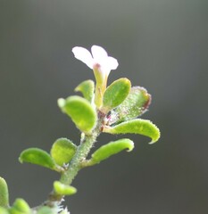 Muraltia orbicularis