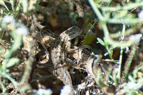 iNaturalist observation photo of Western Fence Lizard