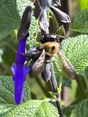 Xylocopa virginica