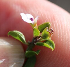 Muraltia orbicularis