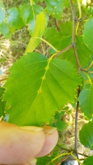 Eriophyes lissonotus