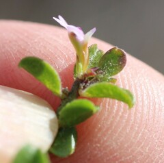 Muraltia orbicularis