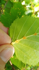 Eriophyes lissonotus