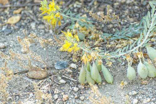 iNaturalist observation photo of Bladderpod