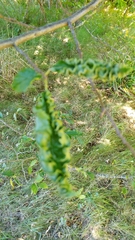 Aculops macrotrichus