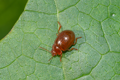 Chrysolina staphylaea