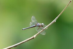 Orchithemis pruinans