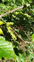 Aculops macrotrichus