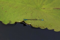 Pseudagrion williamsoni